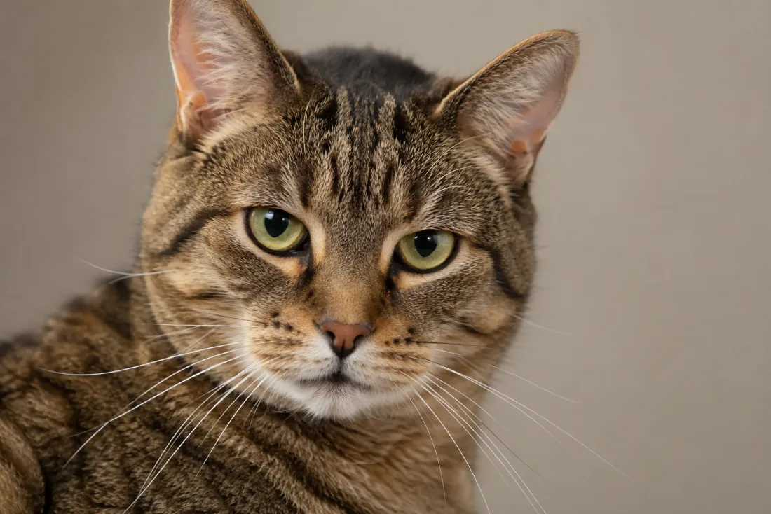 Close-up of a cat keeping its exact markings while its body sways