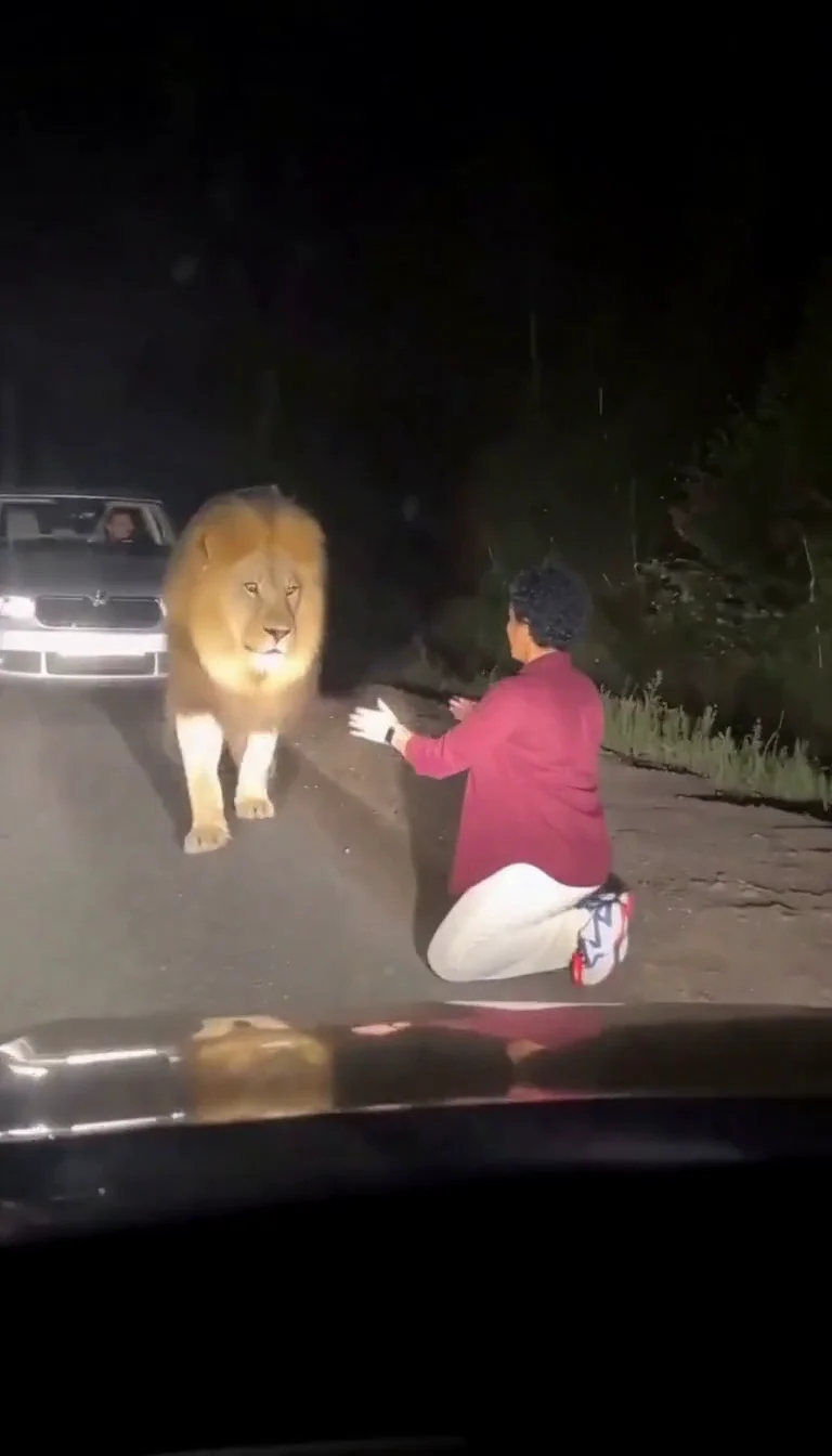 Lion Friend preview